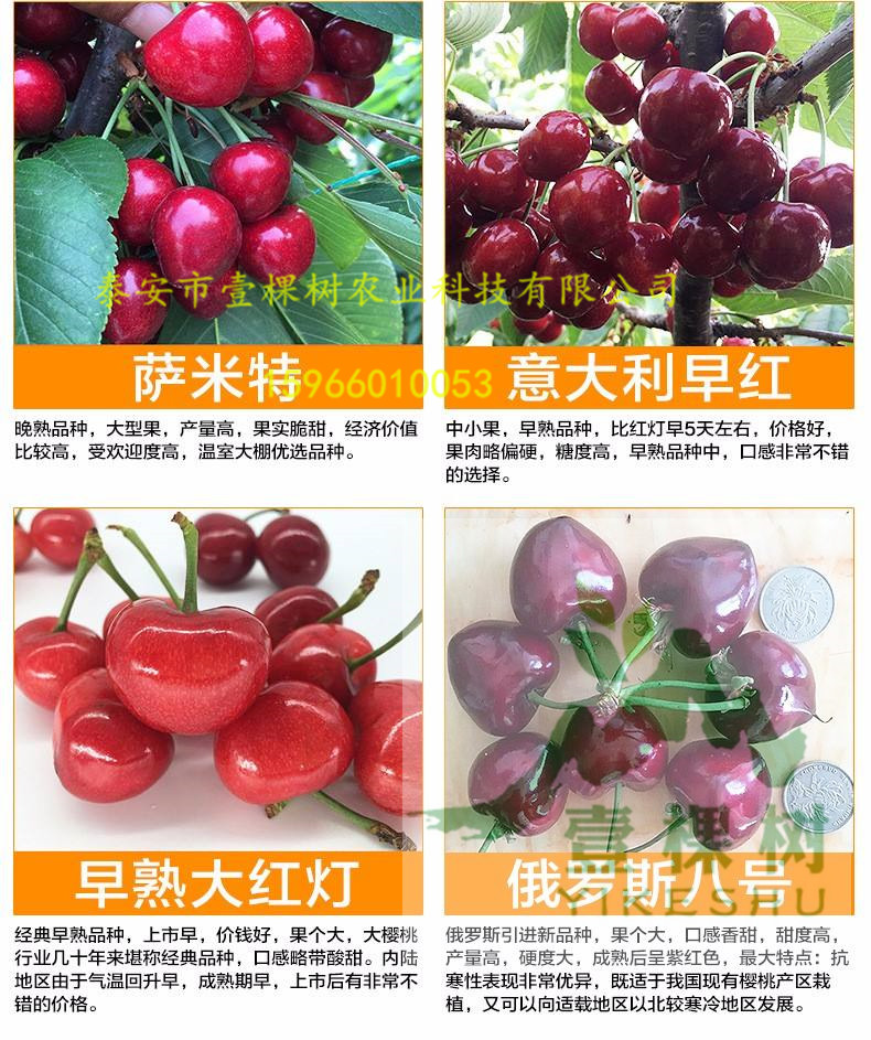 奧世紅梨樹苗多少錢一株