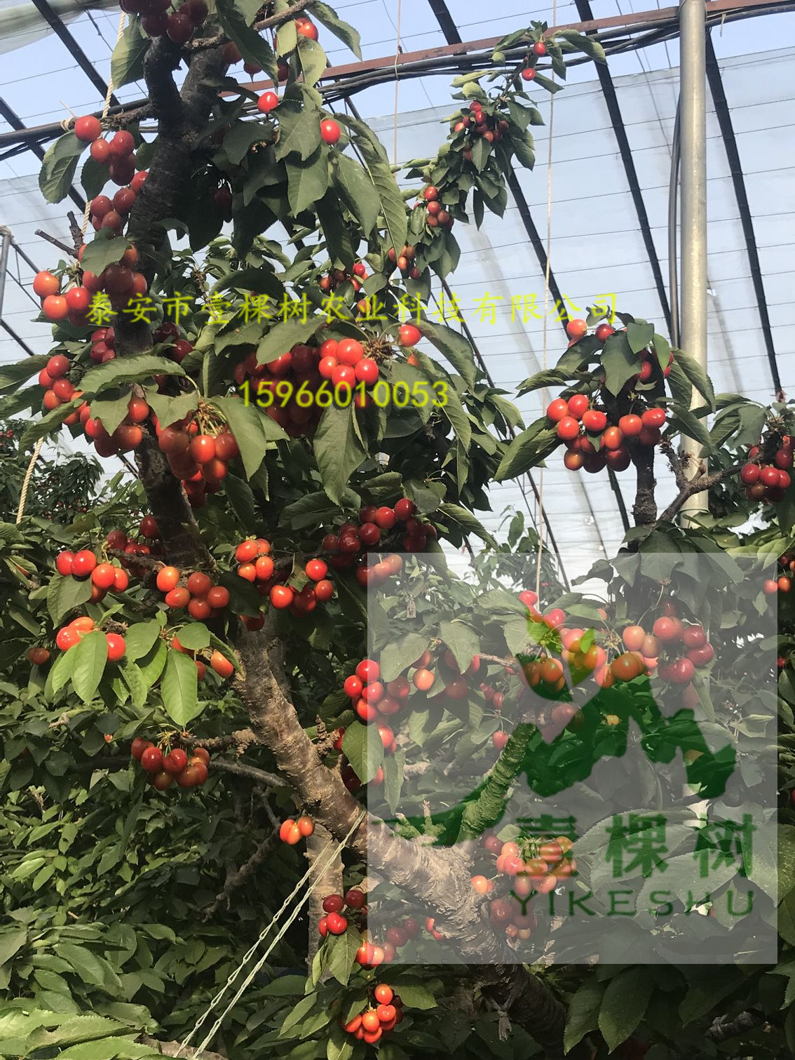 奧世紅梨樹苗哪里買