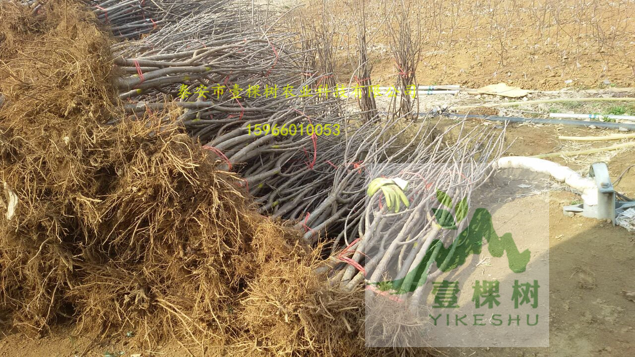 紅香酥梨樹苗種植條件