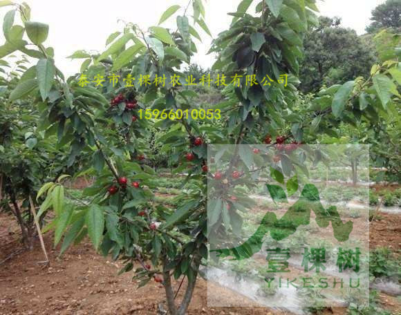紅茄梨樹苗簡(jiǎn)介