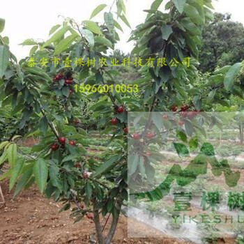 紅梨品種怎么賣