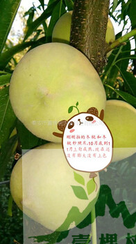 哪里買