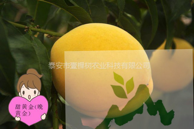 介紹