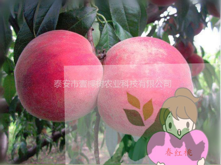 采購
