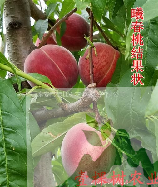 介紹