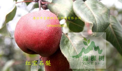 红啤梨树苗种植技术