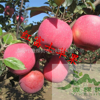 矮化短枝富士蘋(píng)果苗畝產(chǎn)多少