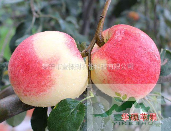 短枝型红富士苹果苗适合哪些地方栽