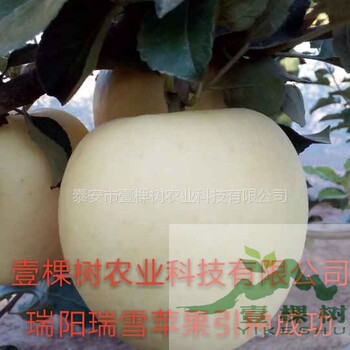 王林蘋果苗新行情