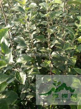 黑蘋(píng)果苗規(guī)?；N植