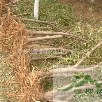 富硒蘋果苗適應(yīng)性廣