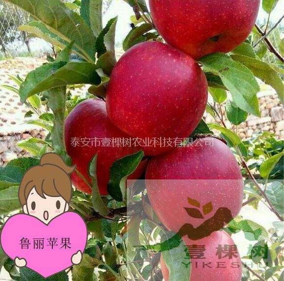 冰糖心蘋果苗怎么種植