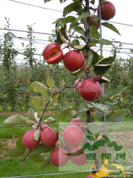 高原紅蘋果苗基地價(jià)格