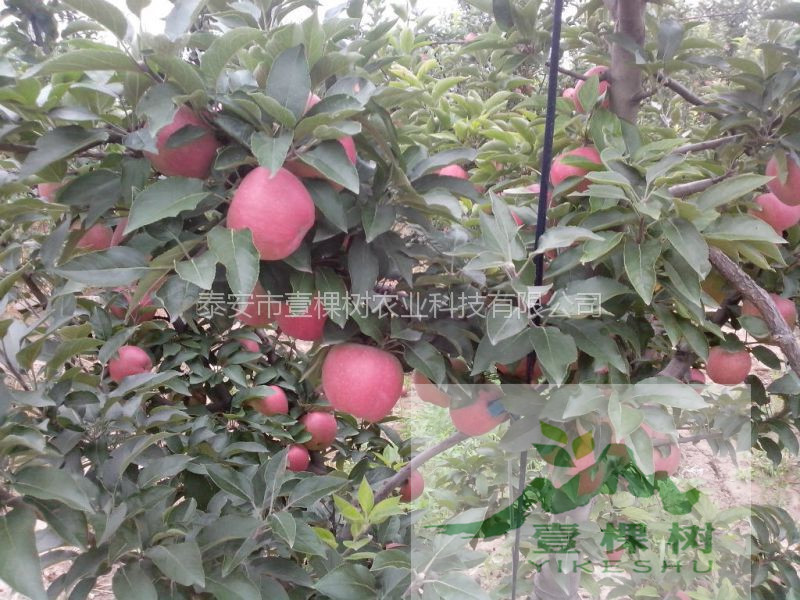 花牛蘋果苗哪里賣