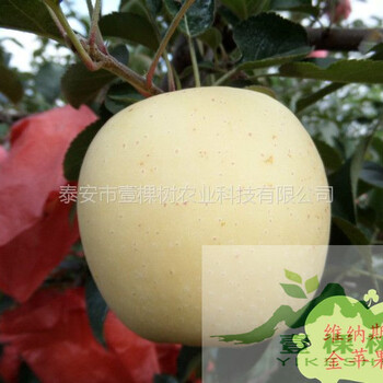 高原紅蘋果苗畝產(chǎn)多少