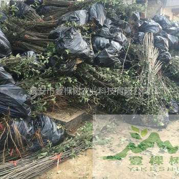 紅蜜脆蘋果苗批發(fā)價格