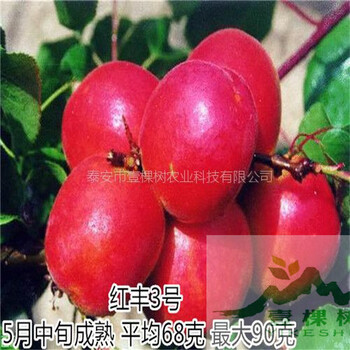 珍珠油杏樹苗種植條件