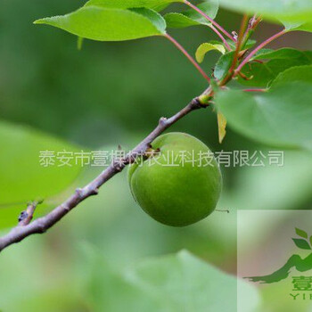 凱特杏樹苗營養(yǎng)價值