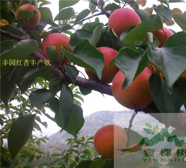 荷蜜杏苗格
