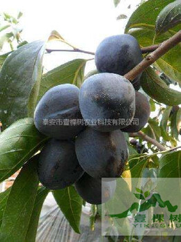 陽(yáng)豐甜柿苗多少錢(qián)一棵