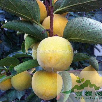 磨盤柿苗成活率高