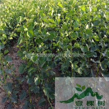 山楂苗怎么賣
