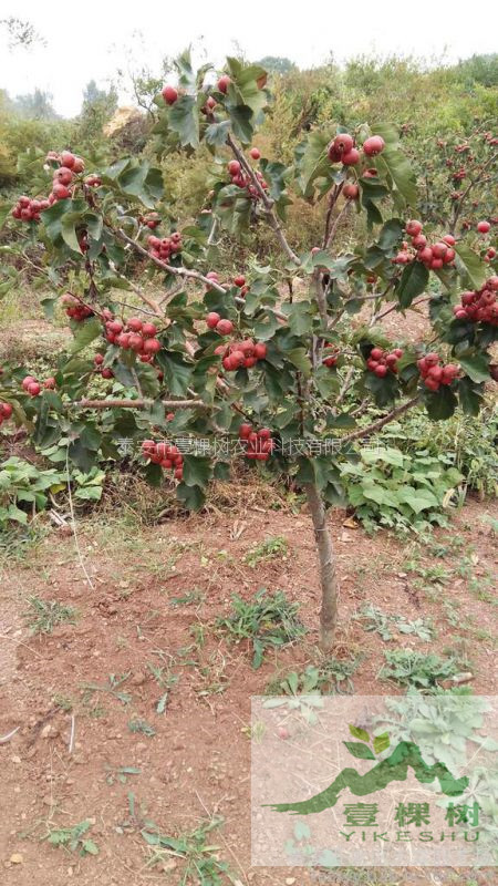 甜紅子山楂樹苗栽培條件