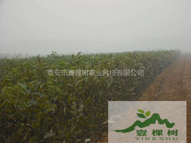 羅田板栗苗早熟