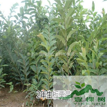 毛板紅板栗苗價(jià)格低