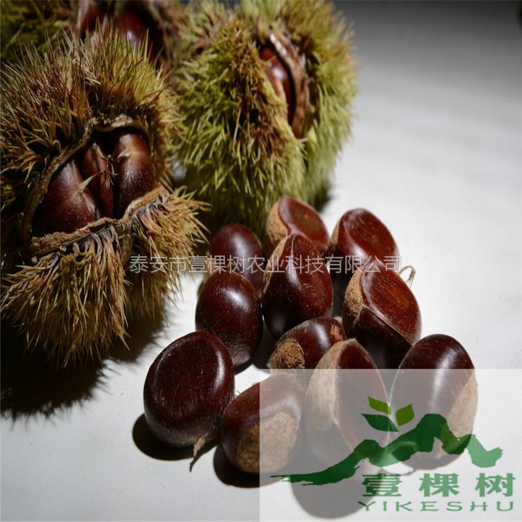 華光板栗苗格