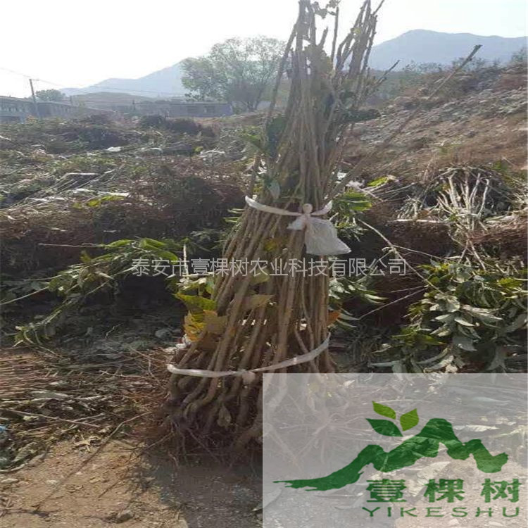 遷西板栗苗哪個(gè)品種好