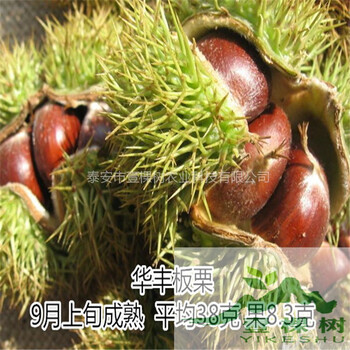 黃鵬板栗苗嫁接苗供應(yīng)