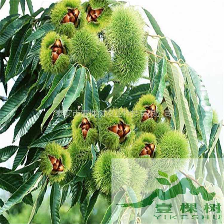 泰山紅光板栗苗幾月份成熟