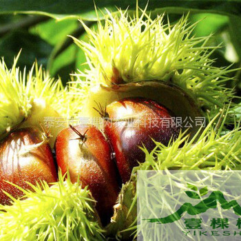 油栗苗豐產(chǎn)易管理