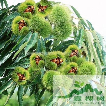 燕山早豐板栗苗出售