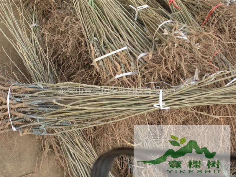油栗苗豐產(chǎn)易