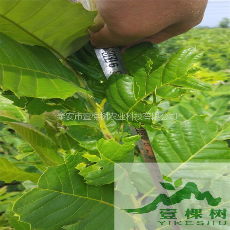 泰山紅光板栗苗幾月份成熟