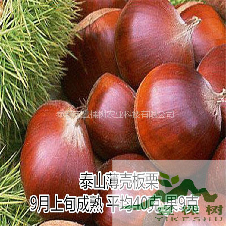遷西板栗苗適應(yīng)栽培條件