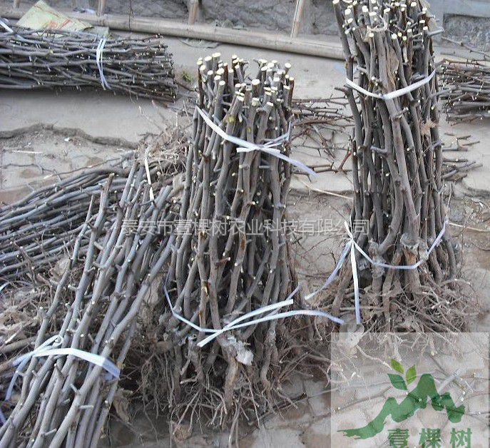 小棗苗怎么種植