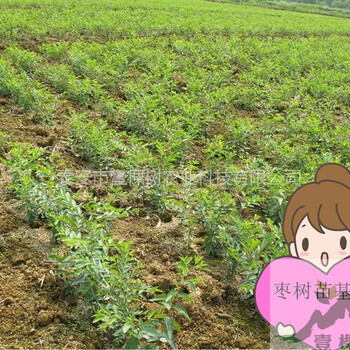 密絲棗苗產量怎么樣