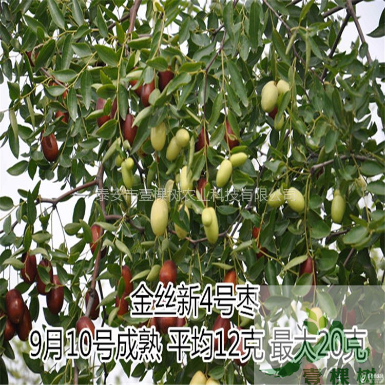 0.8--1公分冬棗苗價格