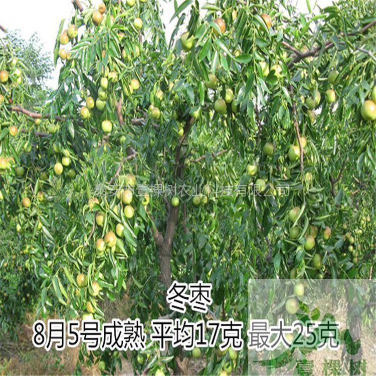 金絲棗樹苗現(xiàn)貨充足
