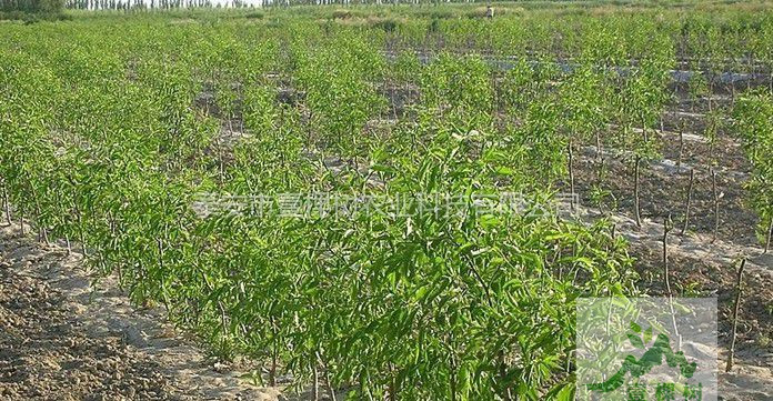 棗樹(shù)苗怎么種植