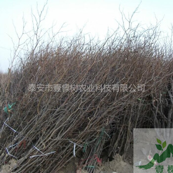 葫蘆棗苗農(nóng)業(yè)批發(fā)
