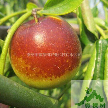 駿棗樹苗現(xiàn)貨供應(yīng)