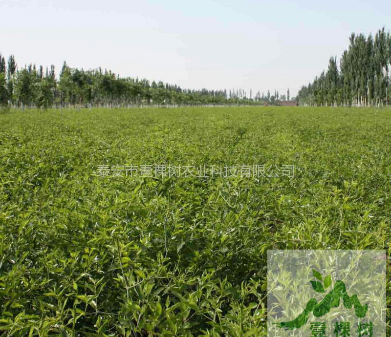 無核棗苗哪個(gè)品種好