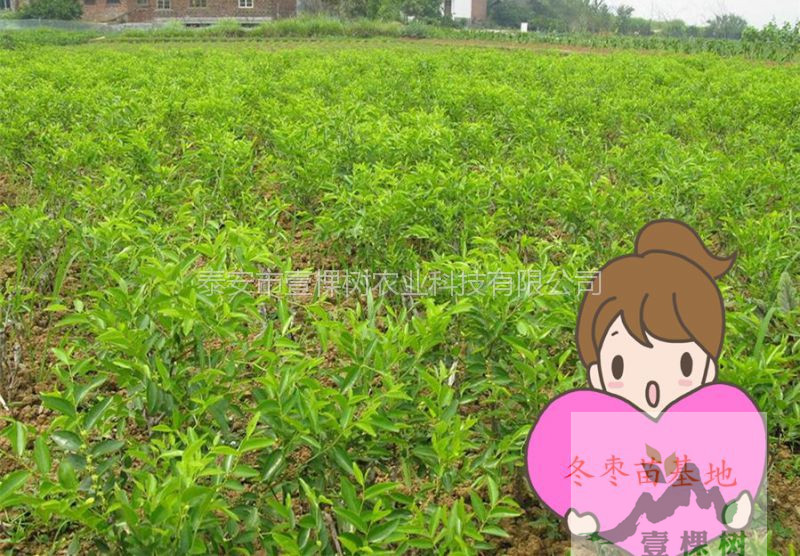 短枝冬棗樹苗好吃嗎