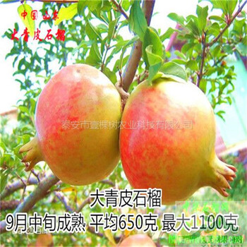 黑籽石榴樹苗廠家