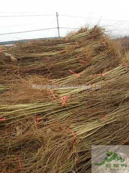 花石榴樹(shù)苗適合哪些地方栽