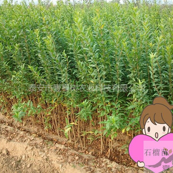 蒙陽紅石榴樹苗介紹